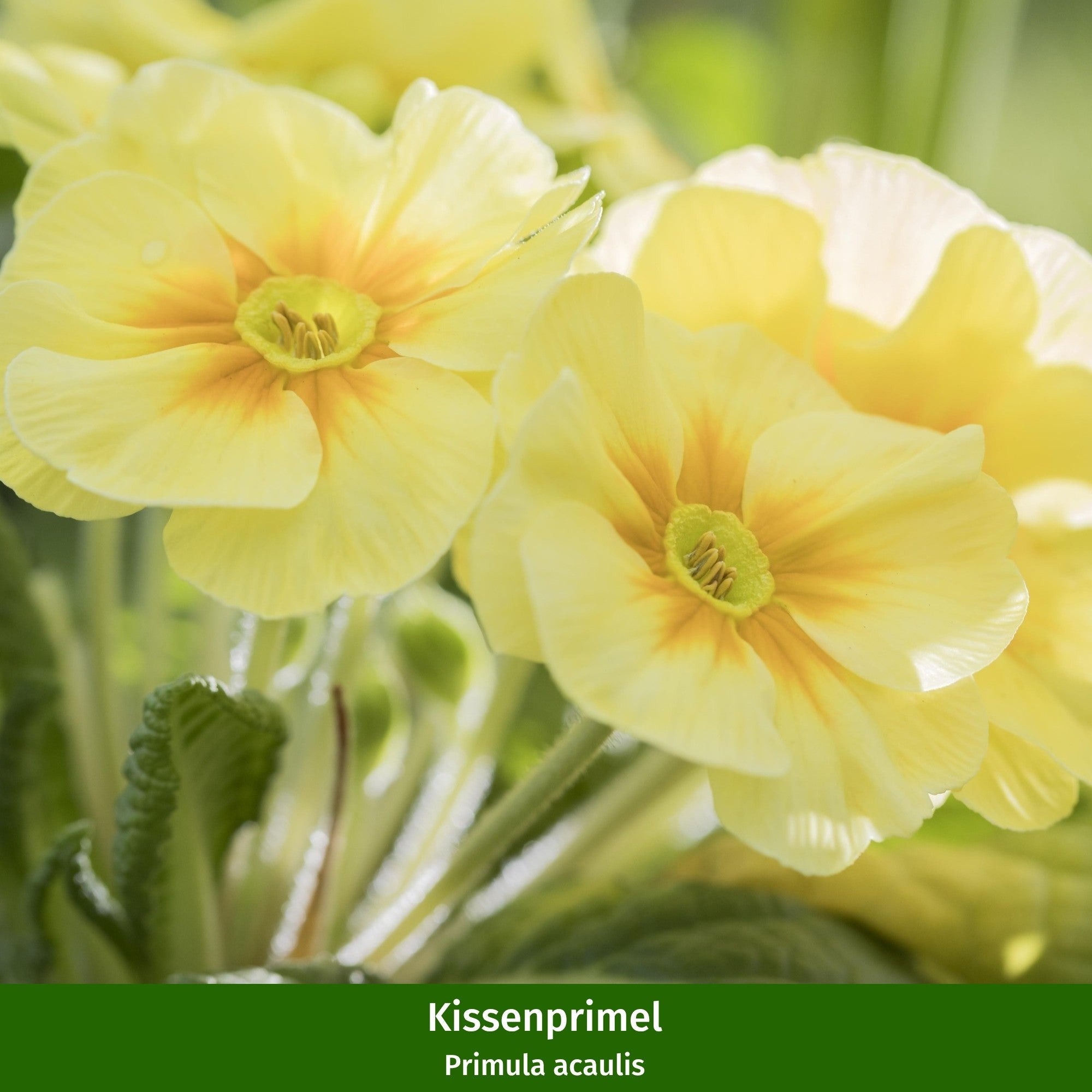 Balkonblumen "Feuriger Frühlingsgruß"