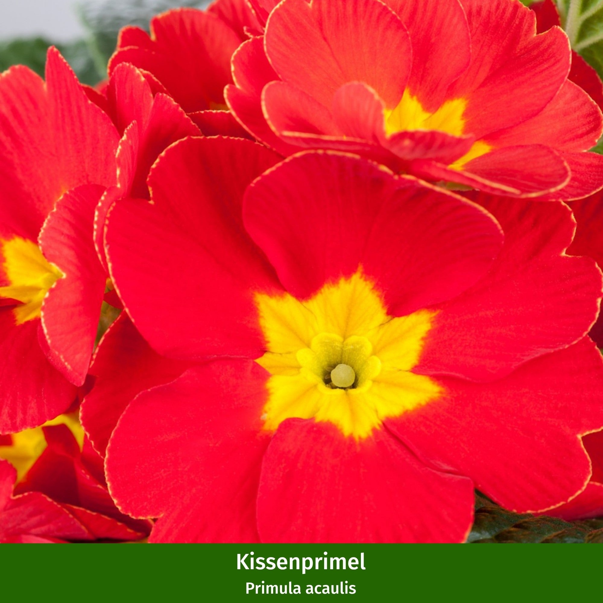 Balkonblumen "Feuriger Frühlingsgruß"