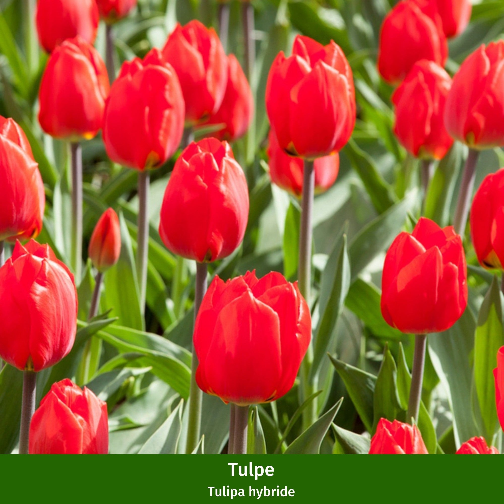 Balkonblumen "Feuriger Frühlingsgruß"