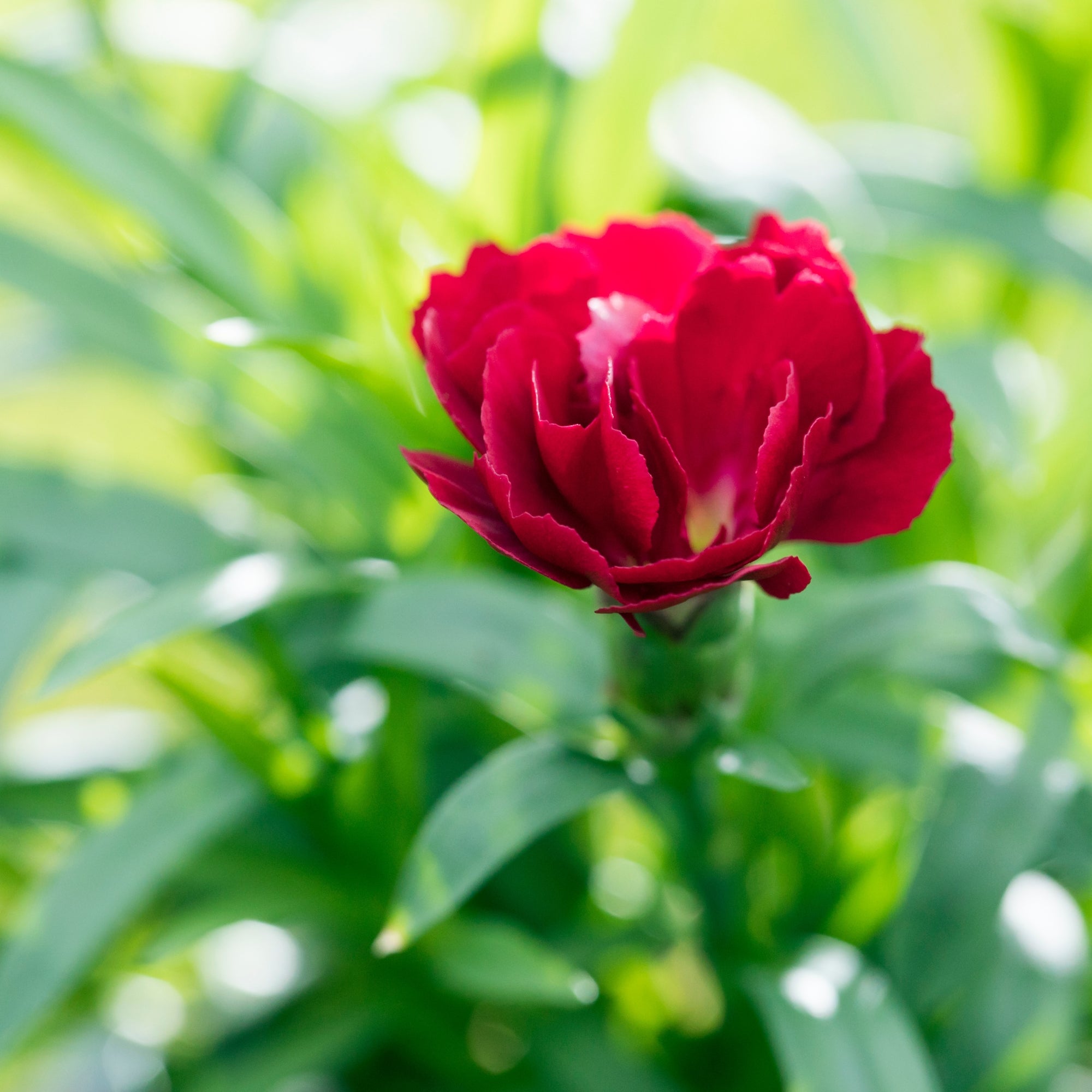 Gartennelke 'Oscar®'