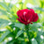 Gartennelke 'Oscar®'
