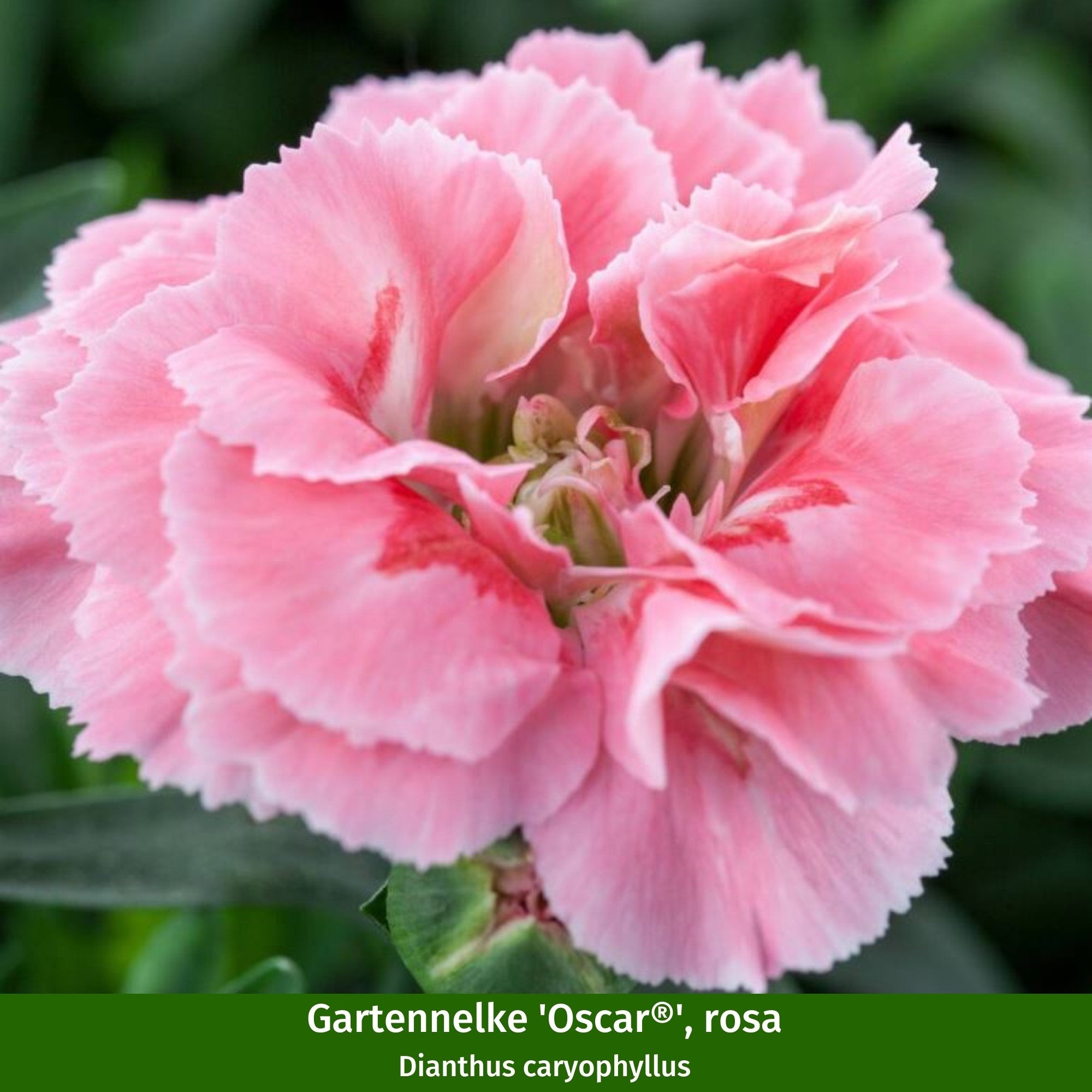 Gartennelken-Set 'Oscar®'