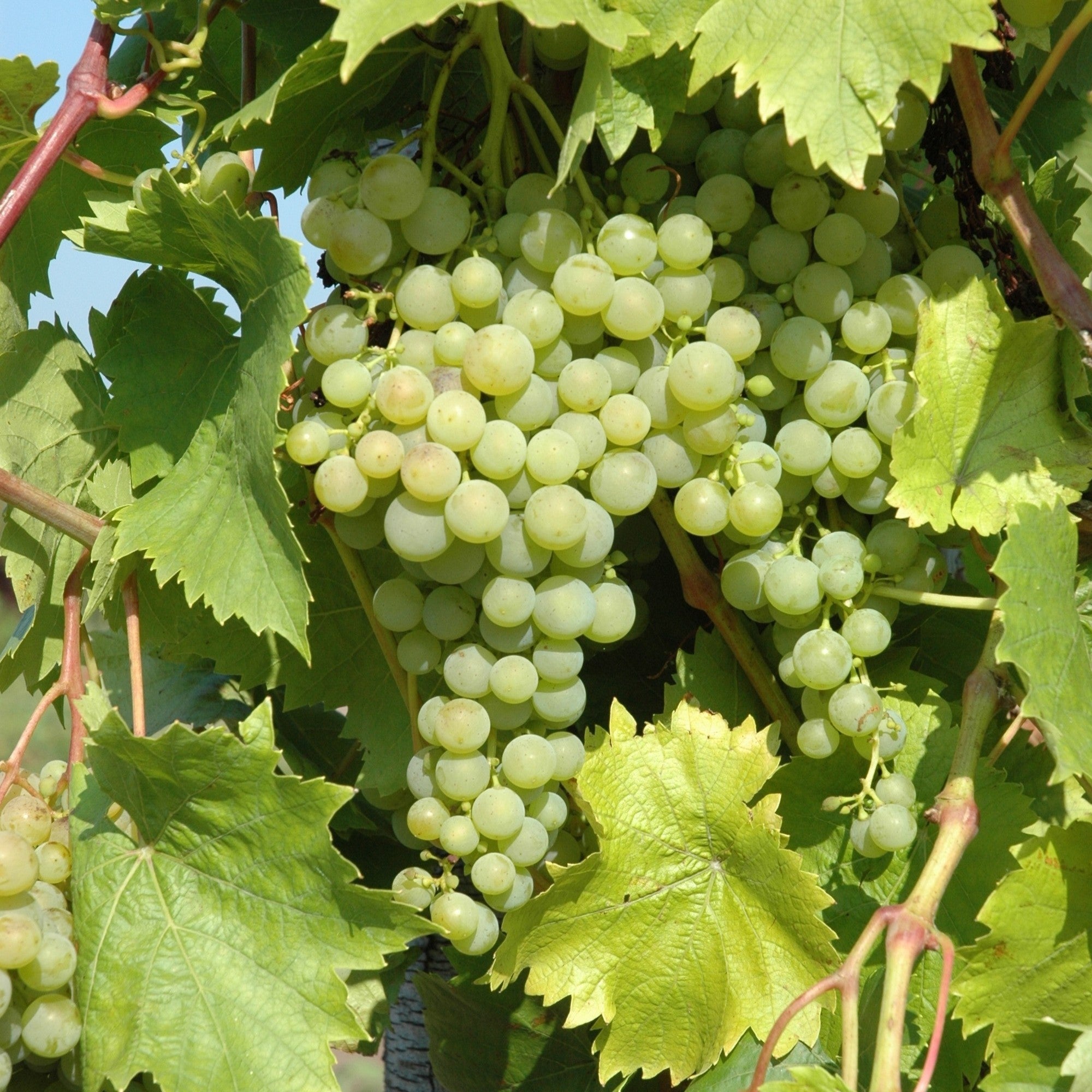 Bio Weinrebe 'Phönix®'