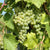 Bio Weinrebe 'Phönix®'