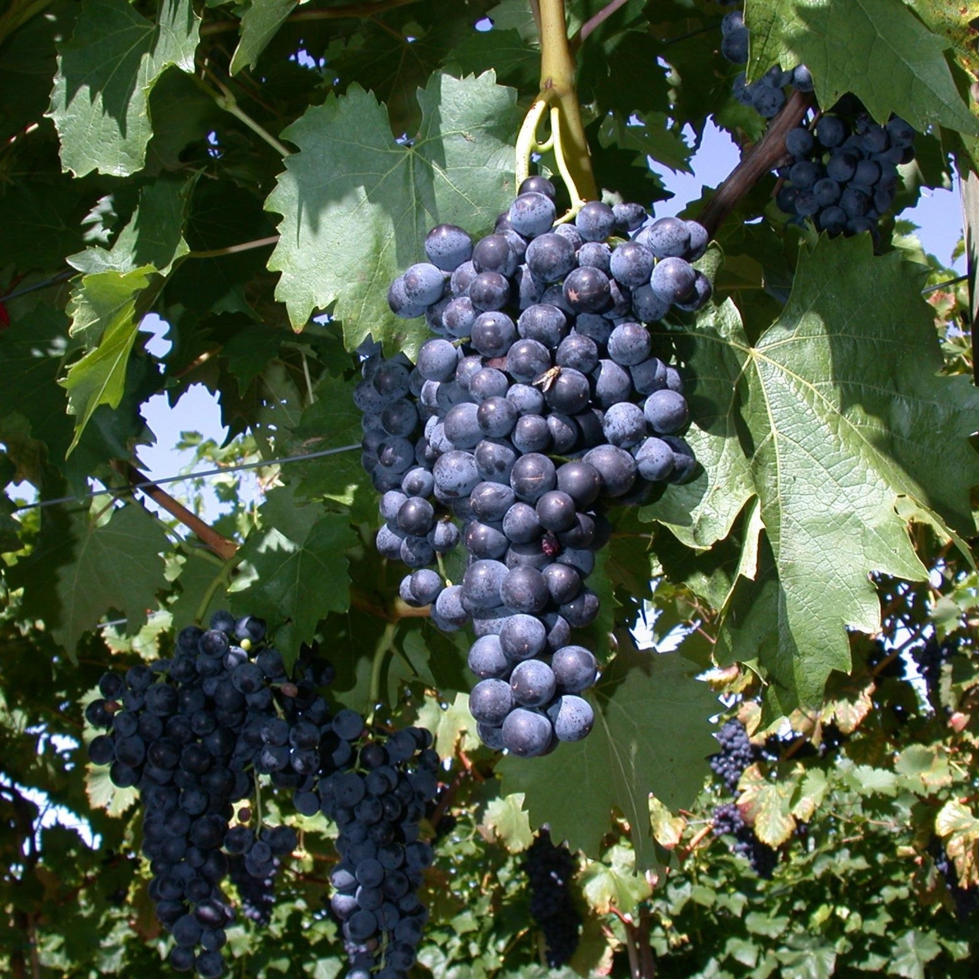 Bio Weinrebe 'Regent®'