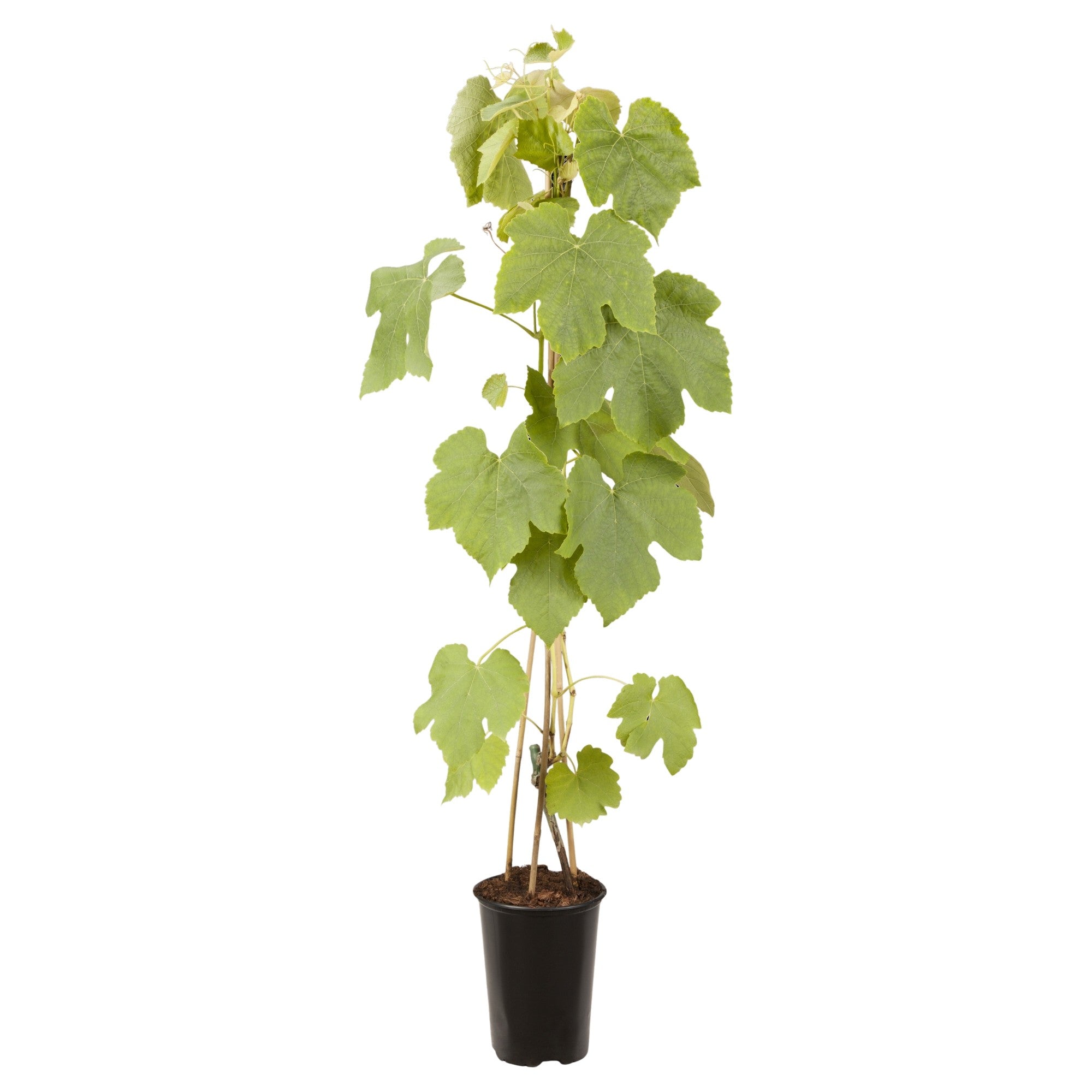 Bio Weinrebe 'Vanessa'