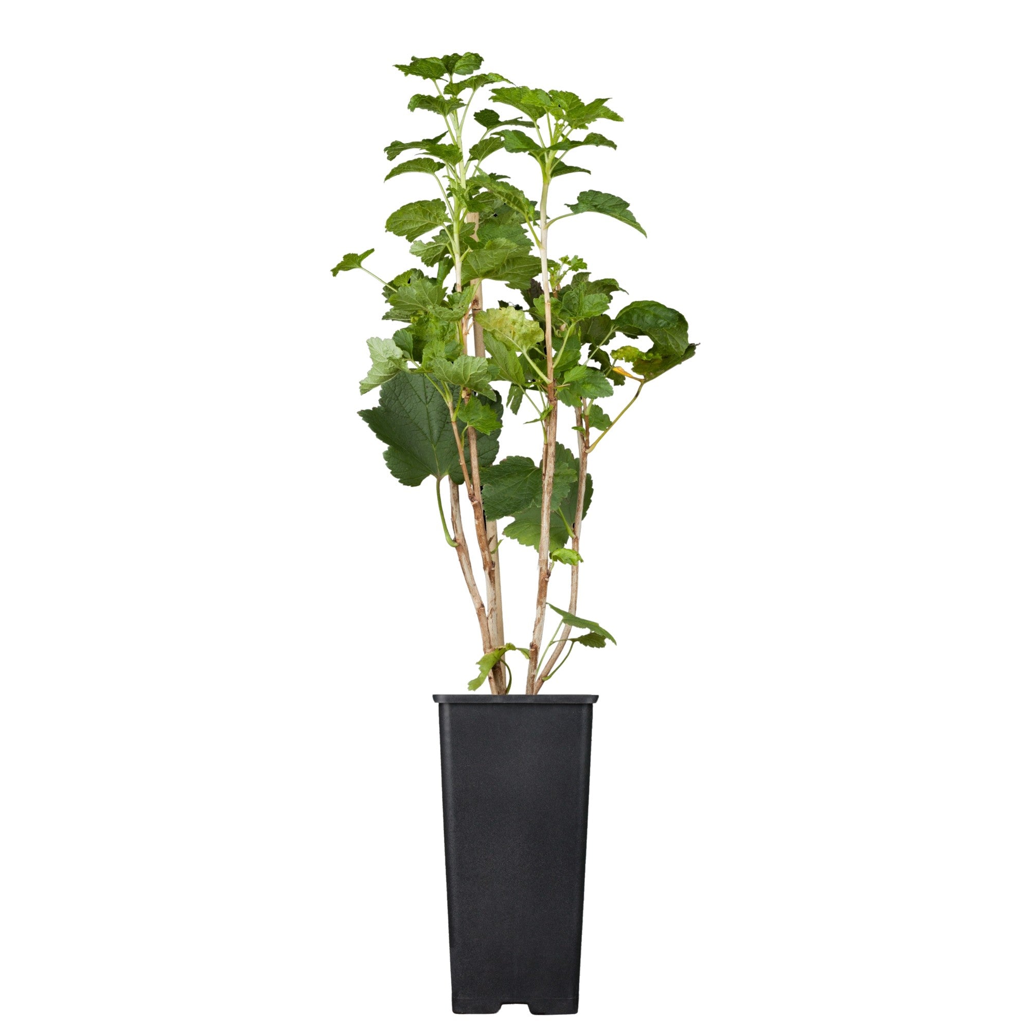 Bio Johannisbeere 'Weiße Versailler', Busch