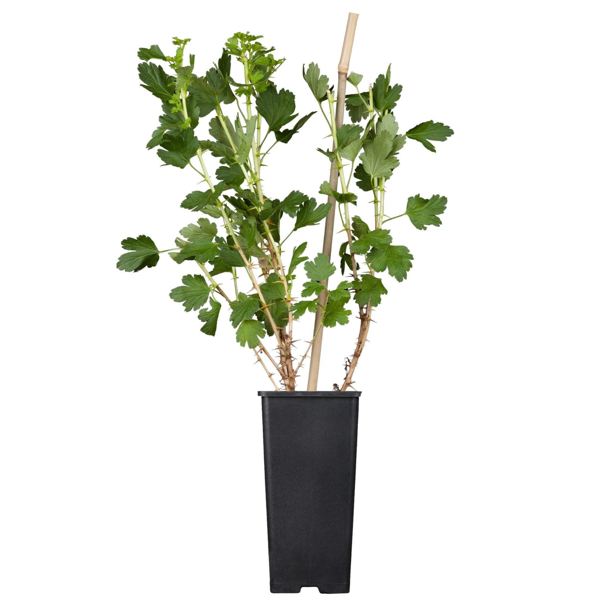 Bio Stachelbeere 'Hinnonmäki', Busch