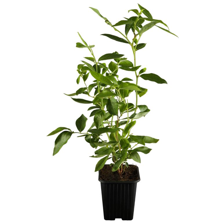 Bio-Obst Heidelbeere, 2 Pflanzen