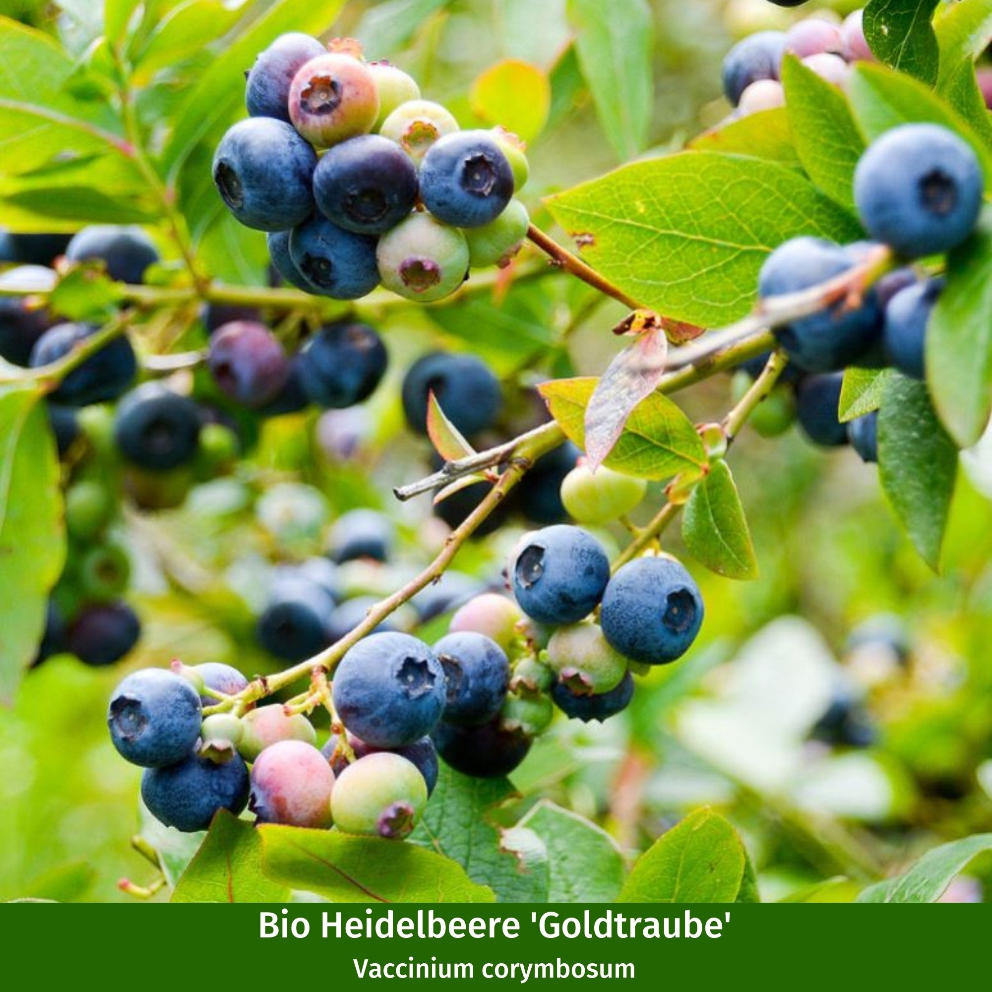 Bio-Obst Heidelbeere, 2 Pflanzen