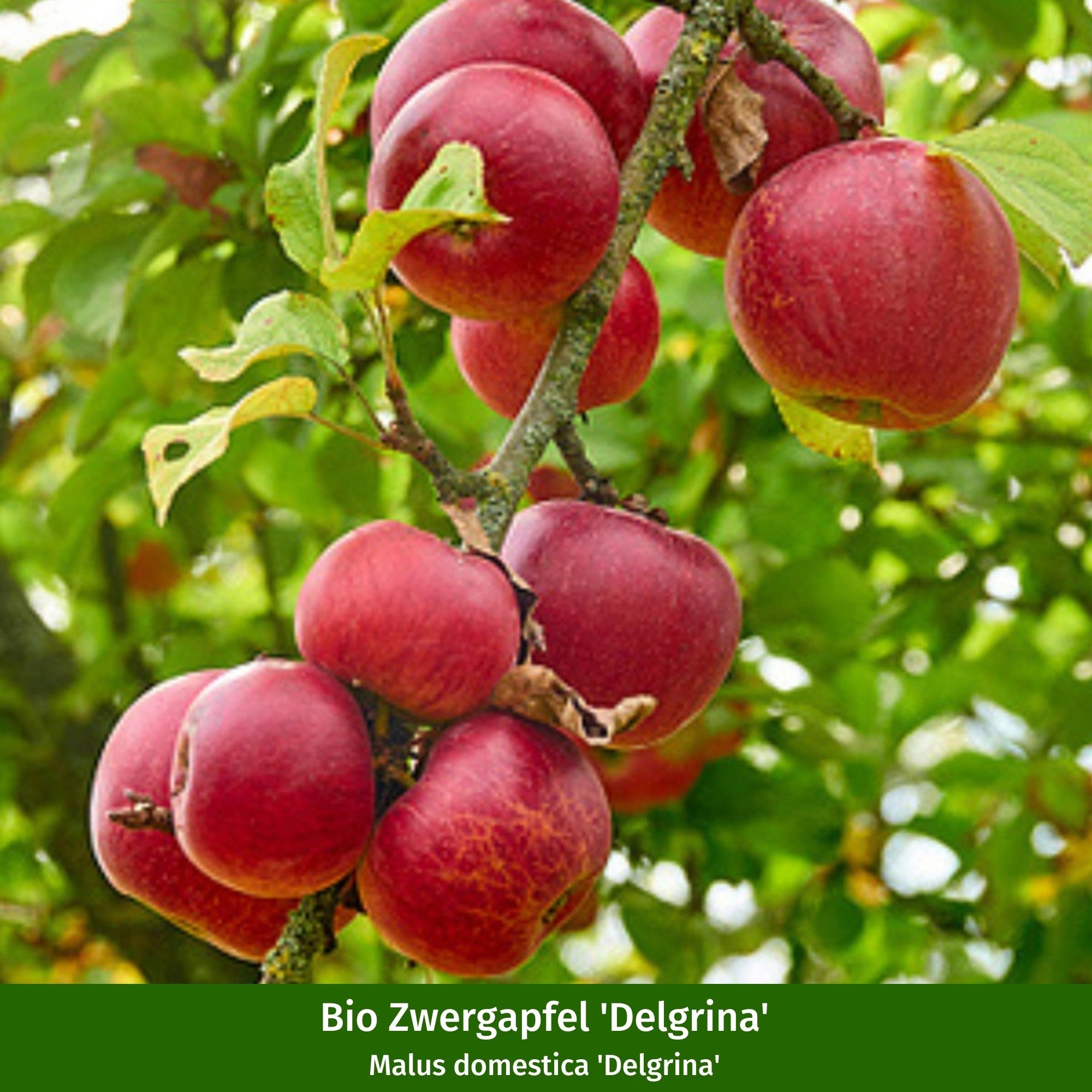 Bio-Zwergobst-Set Zwergenstar® Apfel & Kirsche