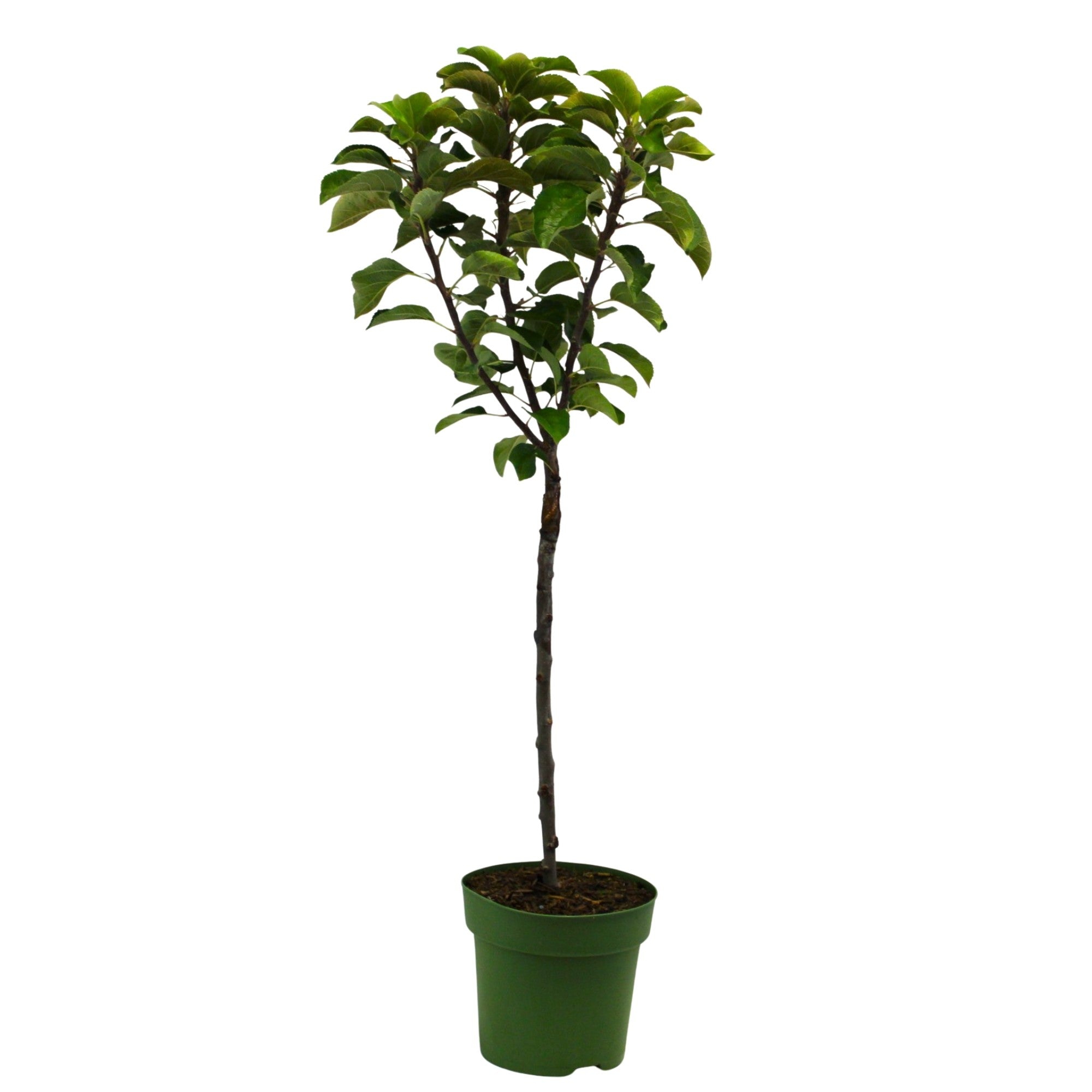 Bio Zwergapfel Zwergenstar® 'Delgrina'