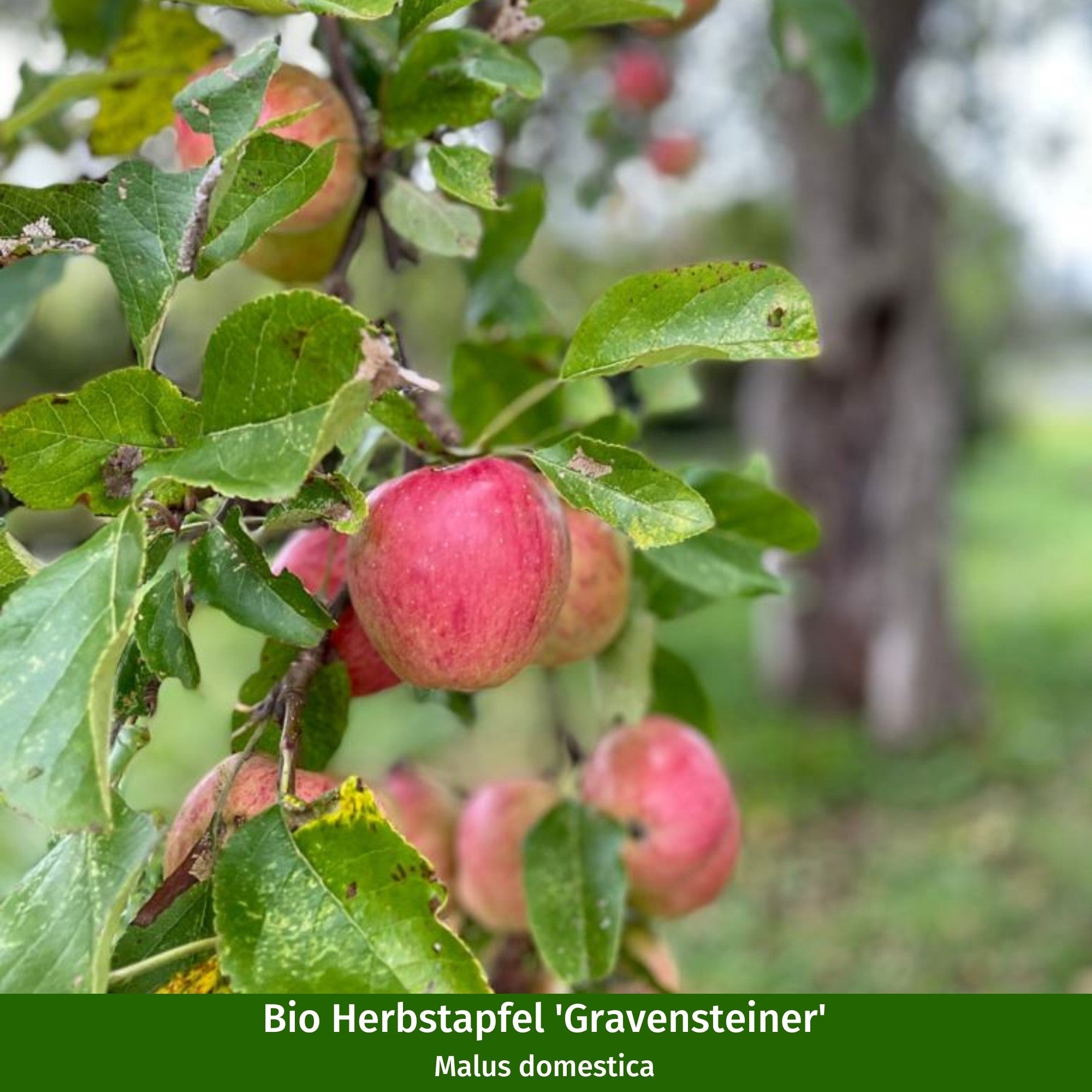 Bio-Obst Apfel, 2 Pflanzen