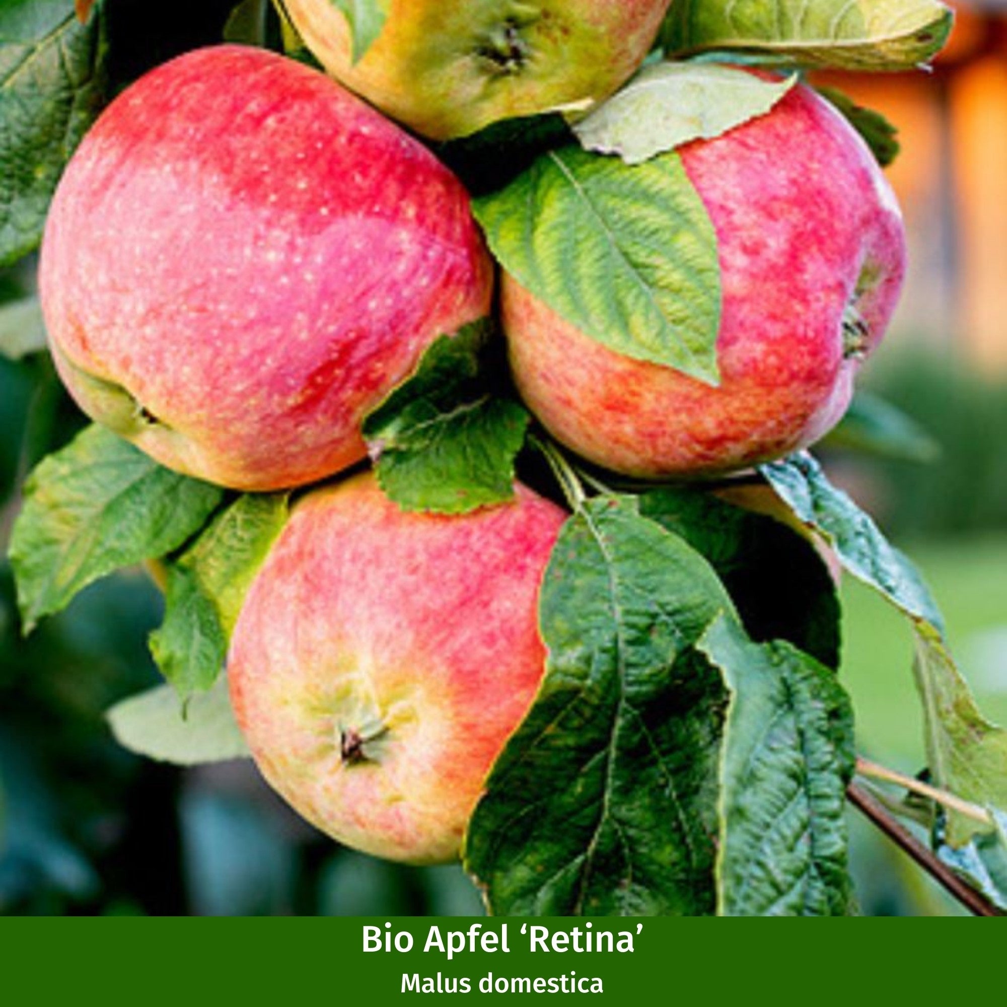 Bio-Obst Sommer- & Winterapfel im Set