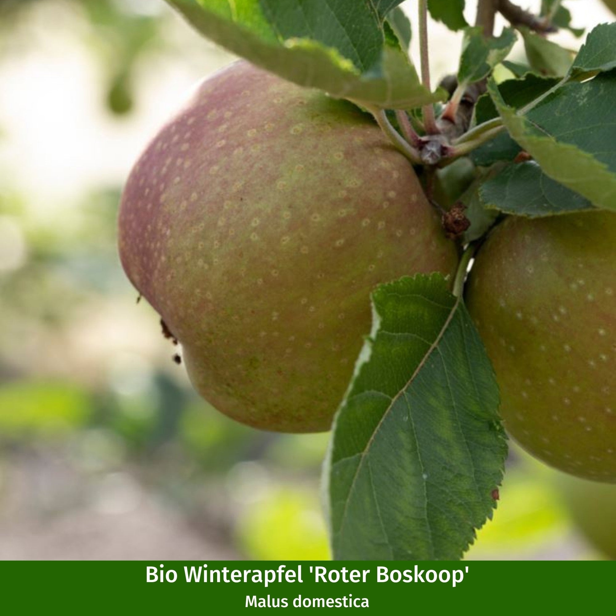 Bio-Obst Apfel, 2 Pflanzen