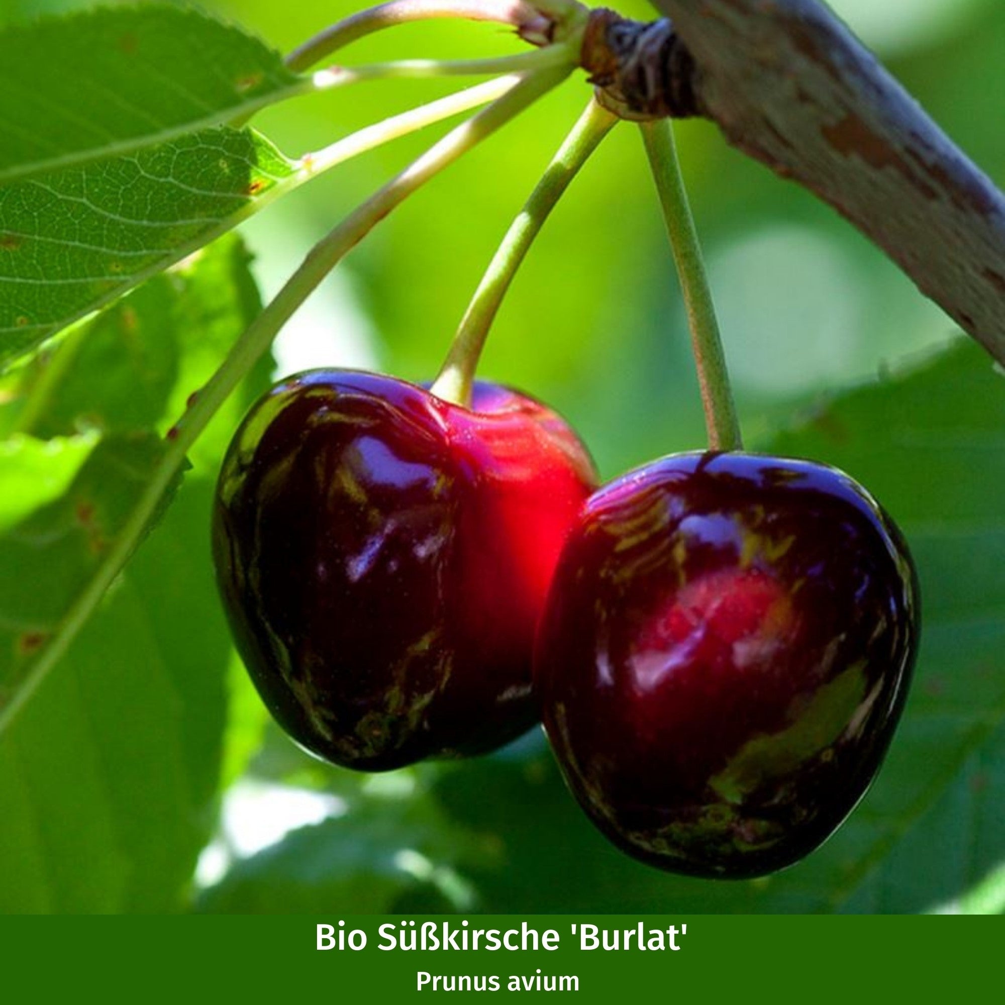 Bio-Obst Süßkirschen im Set