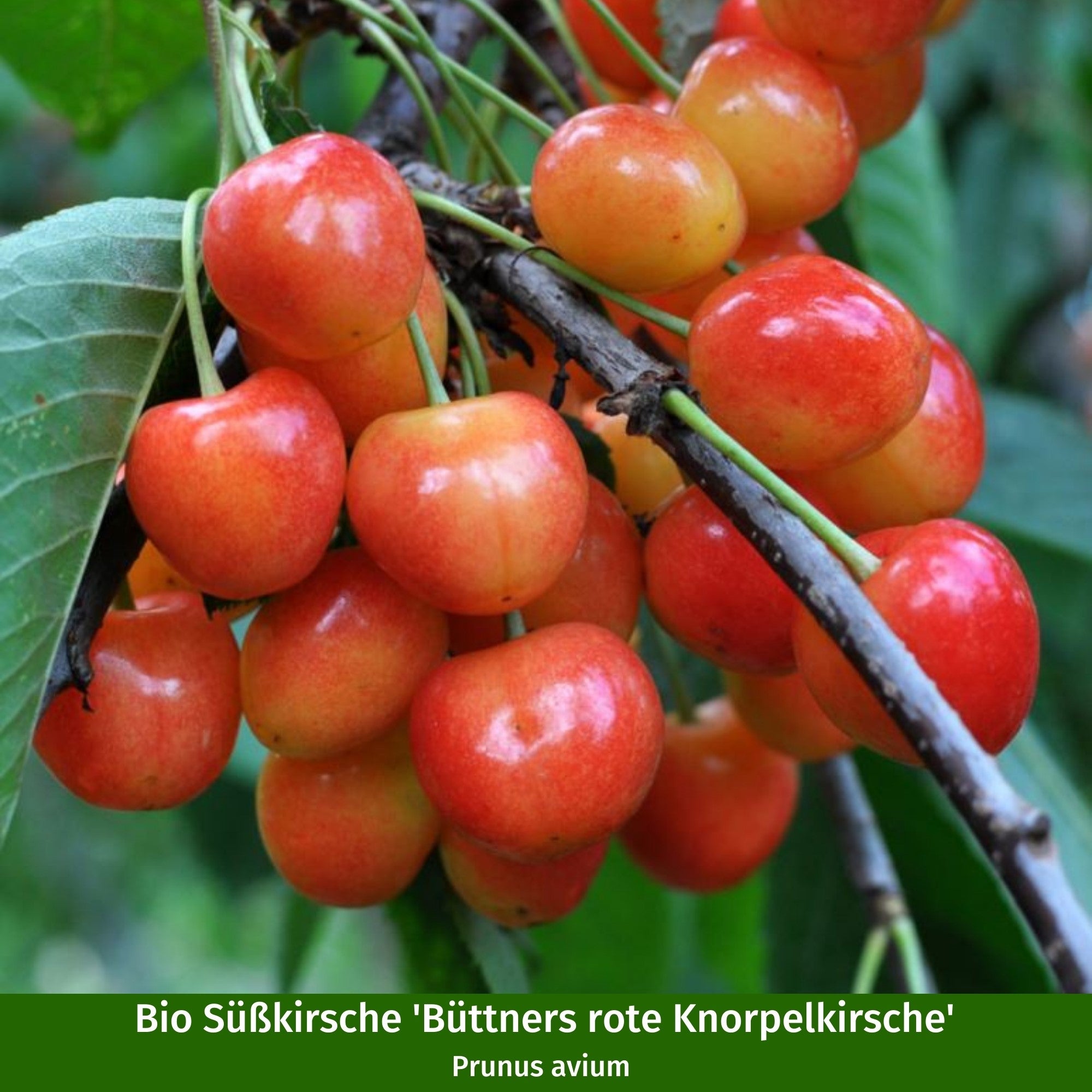 Bio-Obst Süßkirschen im Set
