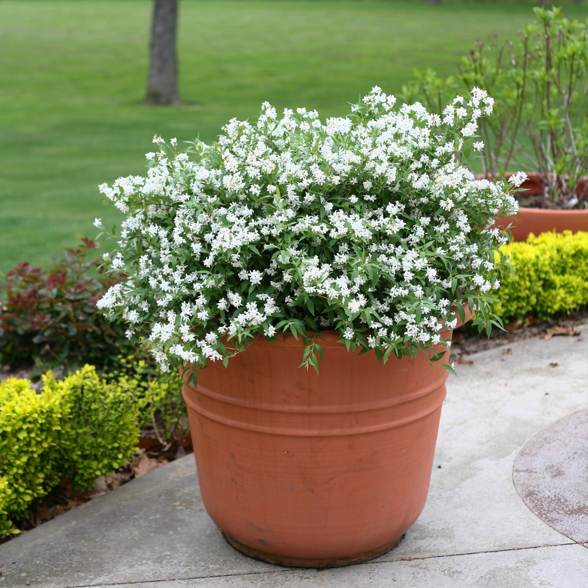 Maiblumenstrauch 'Yuki Snowflake®'
