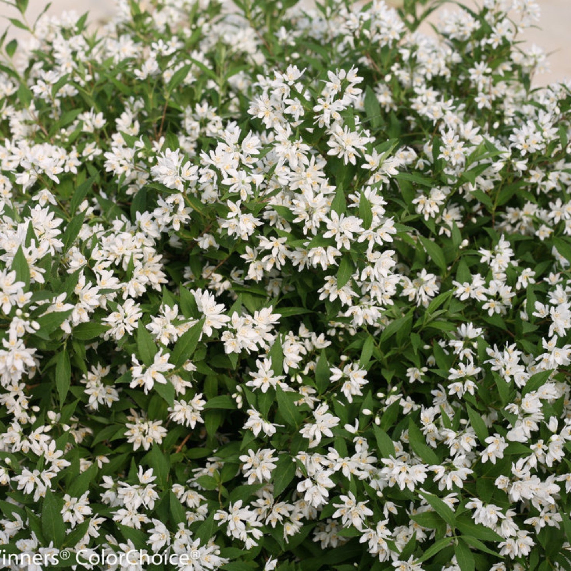 Maiblumenstrauch 'Yuki Snowflake®'
