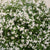 Maiblumenstrauch 'Yuki Snowflake®'