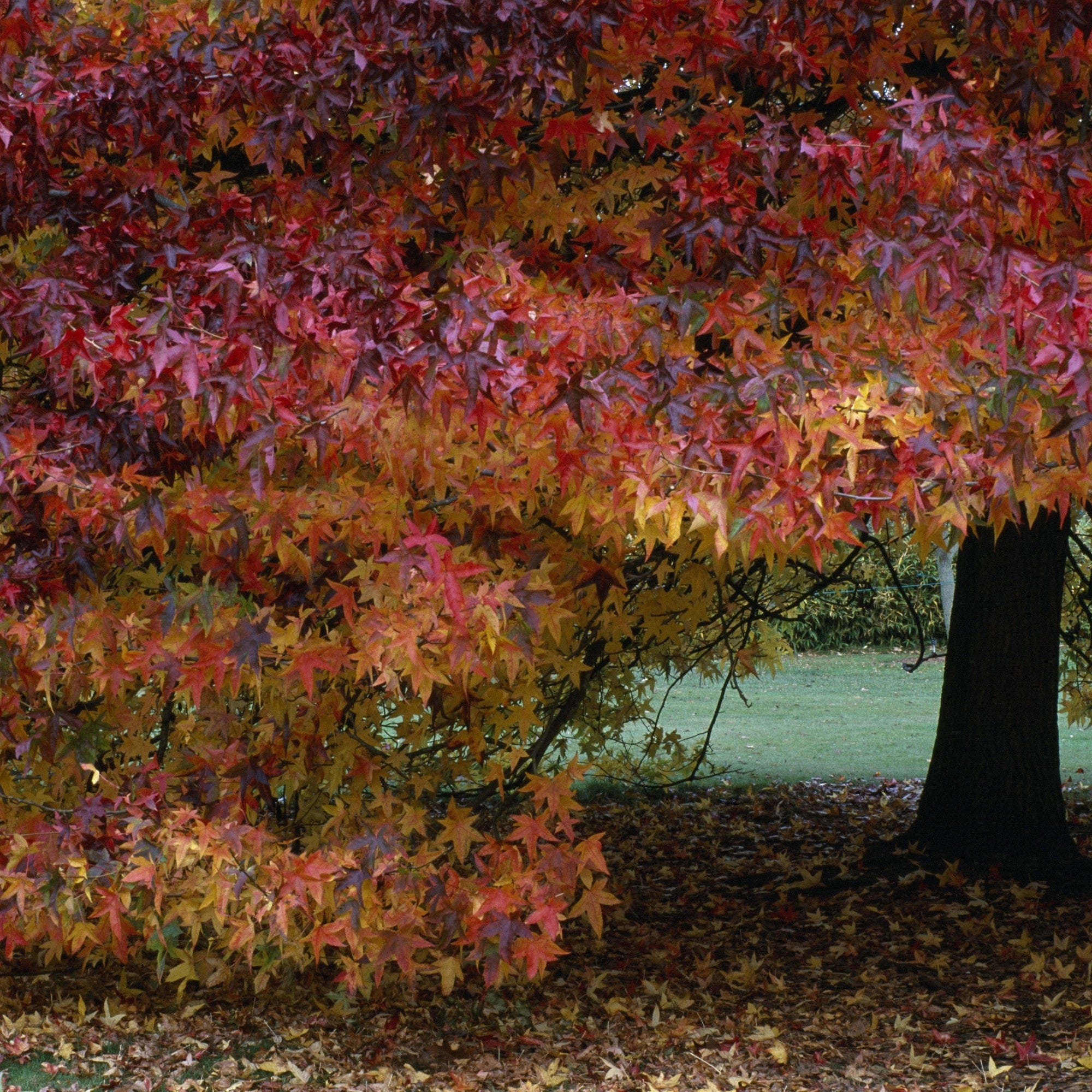 Amberbaum