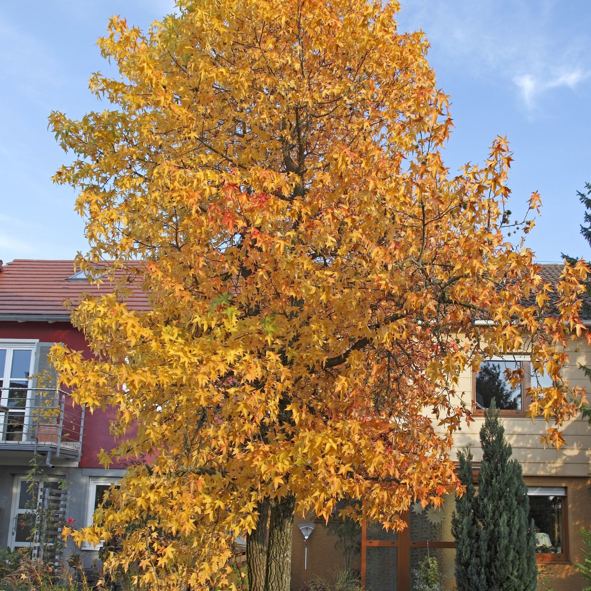 Amberbaum