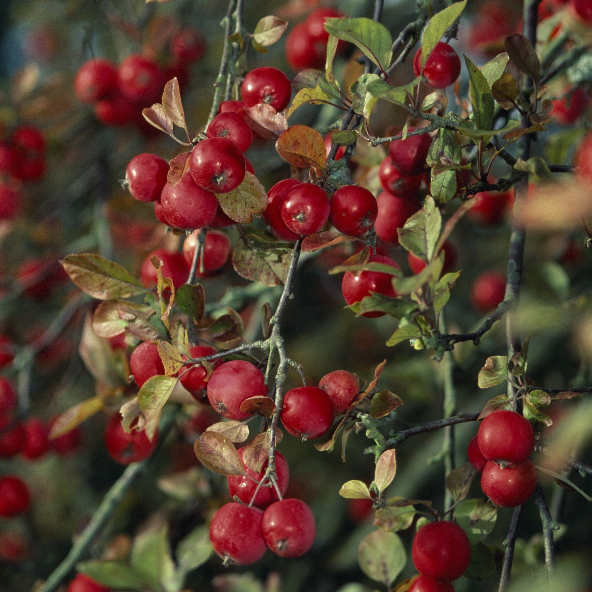 Zierapfel 'Red Sentinal'
