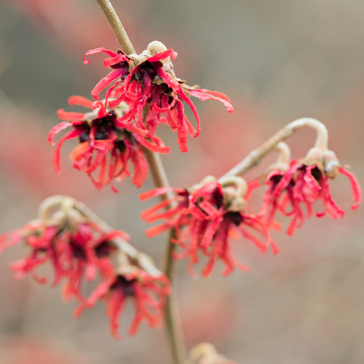 Zaubernuss 'Diana'