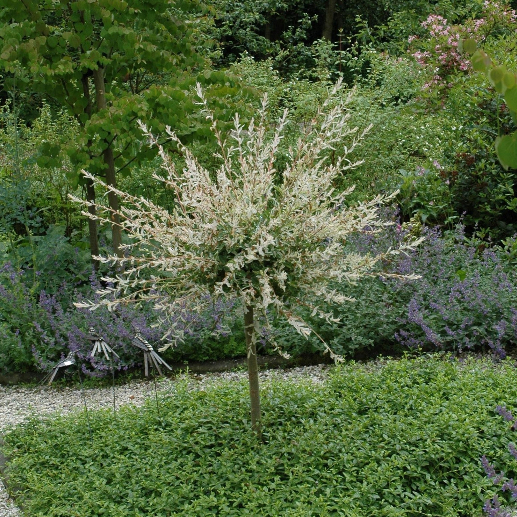 Harlekinweide 'Hakuro Nishiki' Stämmchen