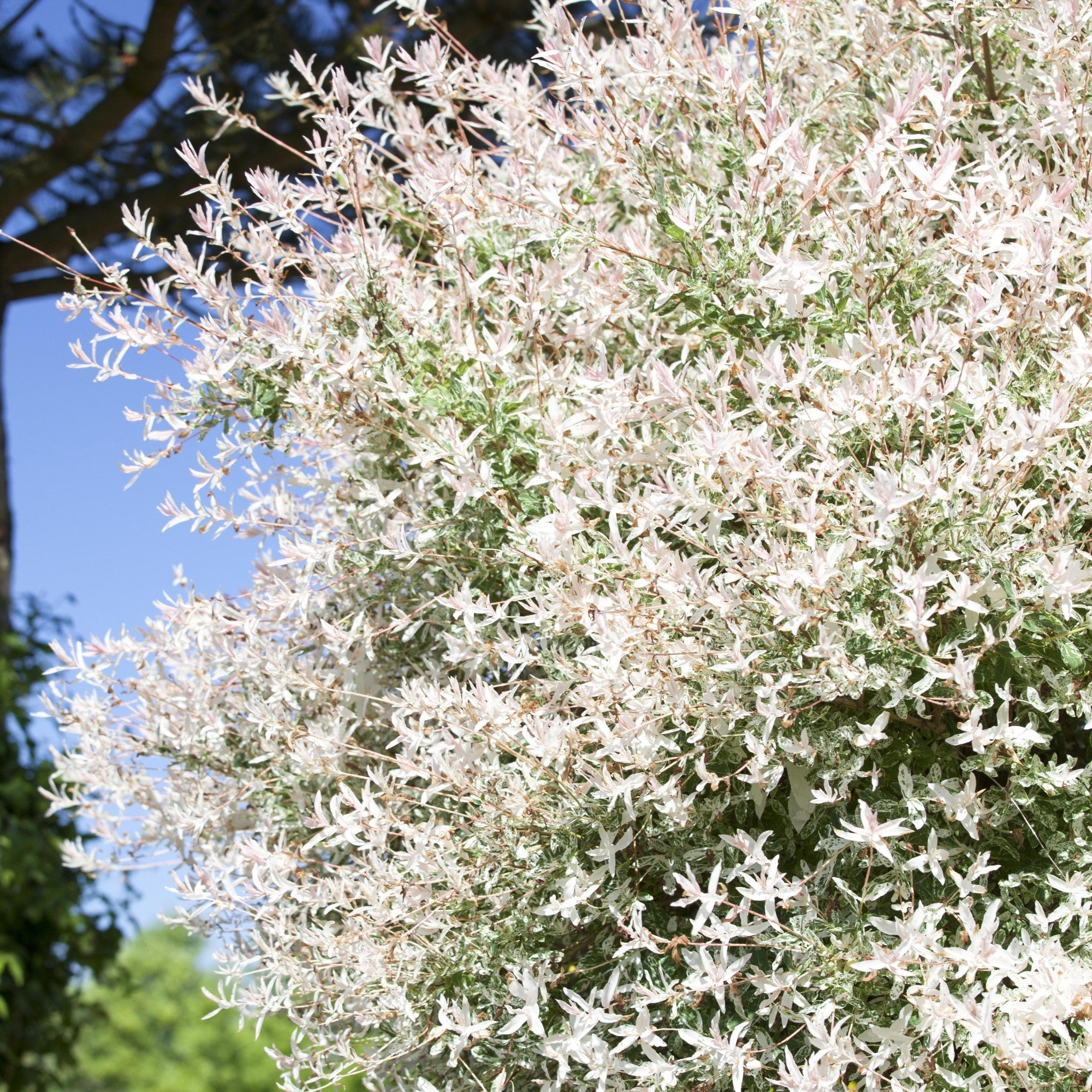 Harlekinweide 'Hakuro Nishiki' Stämmchen