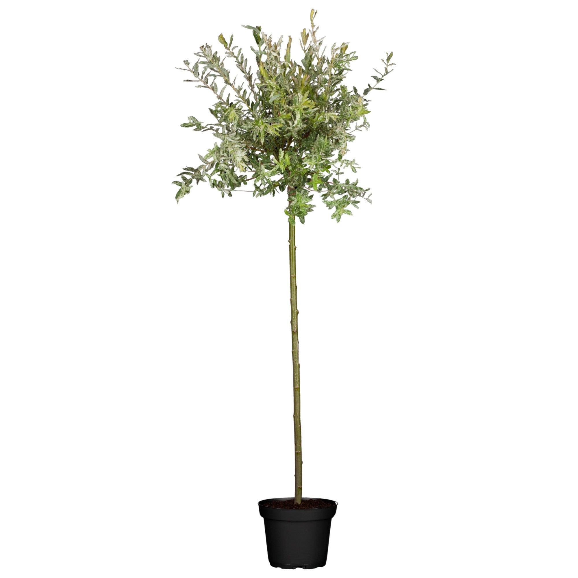 Harlekinweide 'Hakuro Nishiki' Stämmchen
