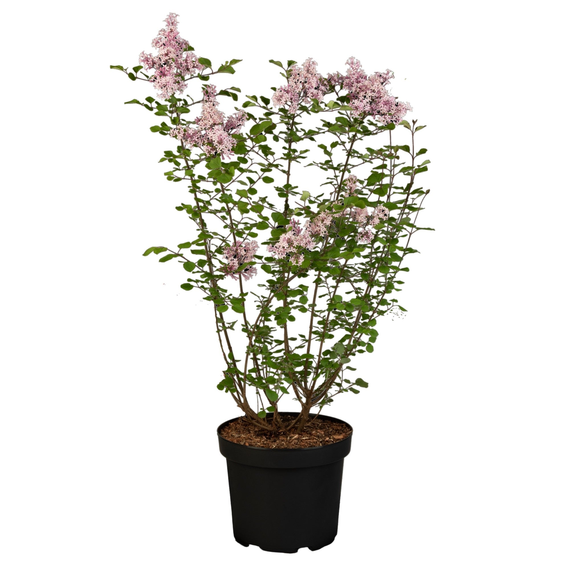 Zwergflieder 'Red Pixie'
