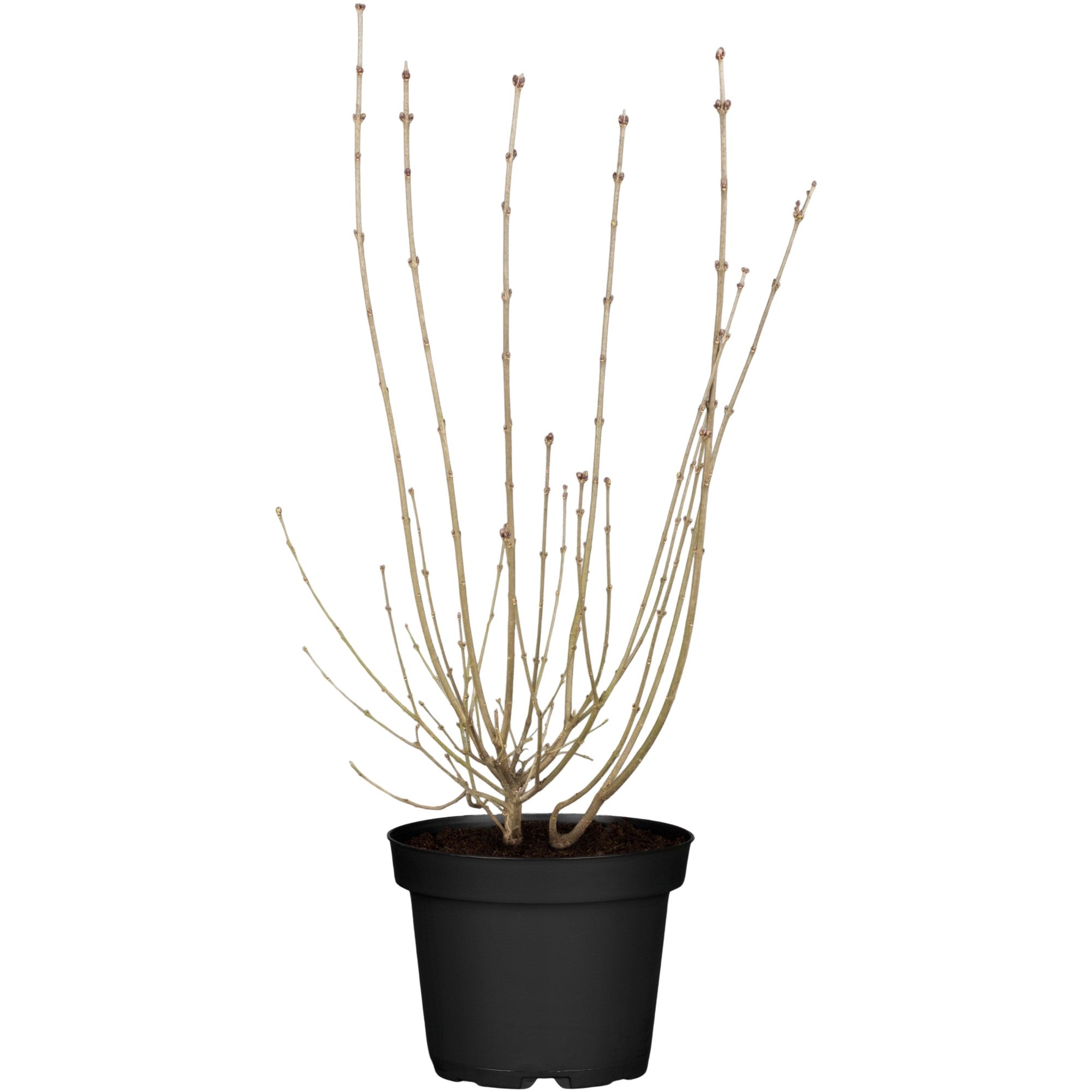 Zwergflieder 'Red Pixie'