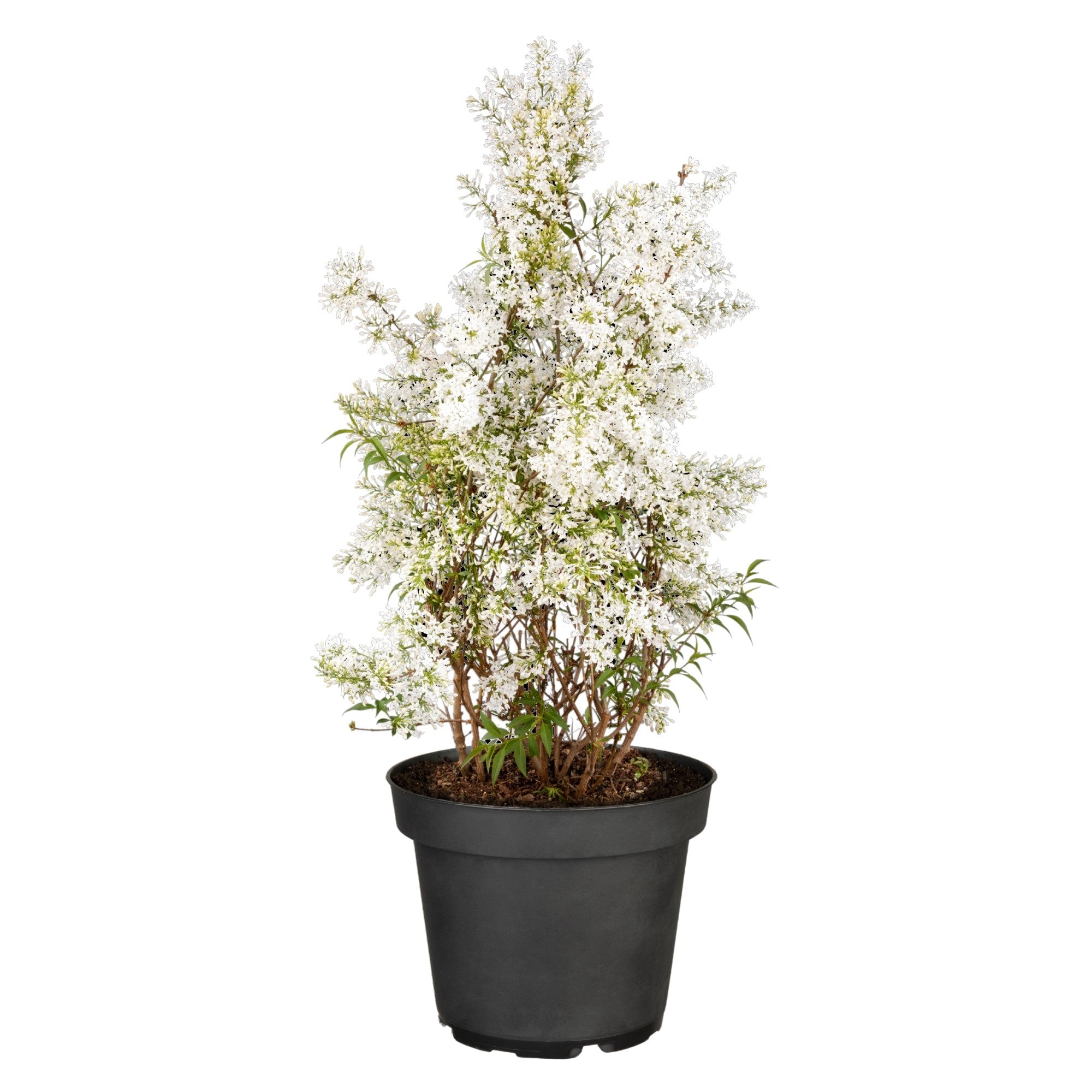 Persischer Flieder 'Alba'