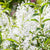 Persischer Flieder 'Alba'