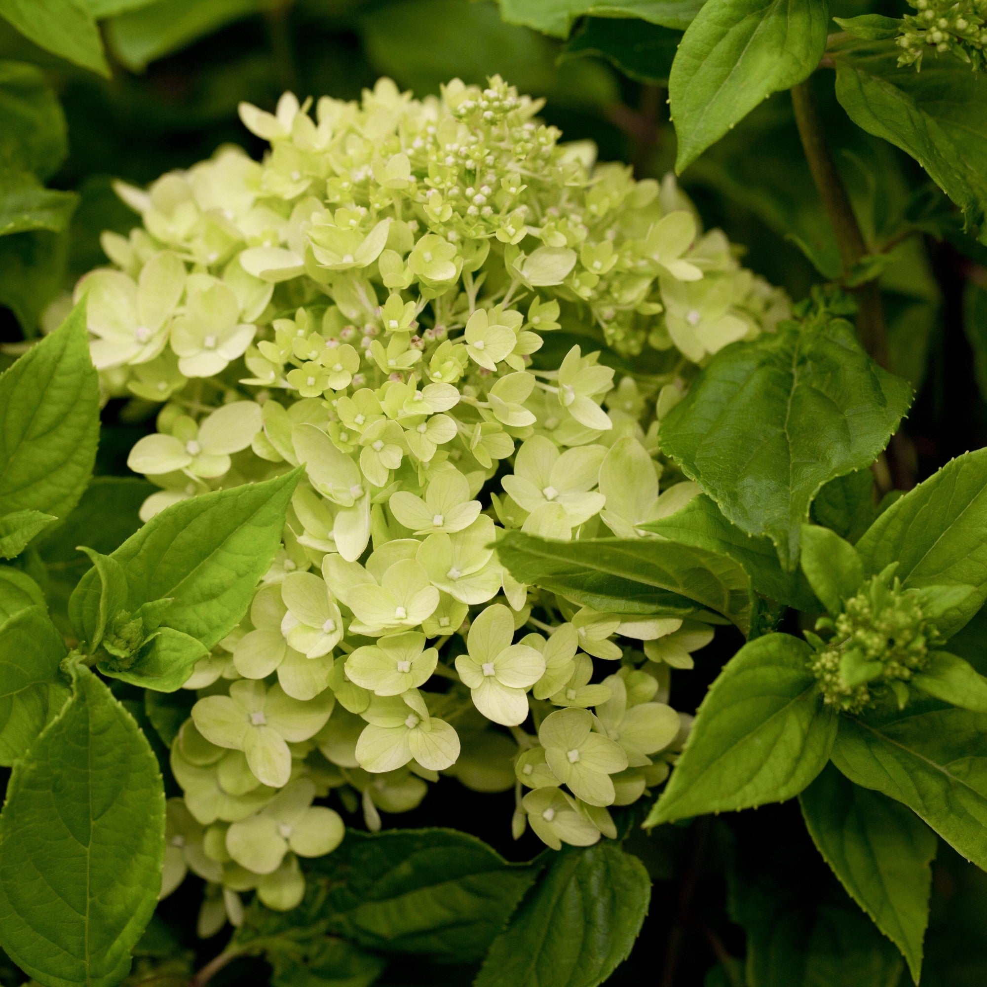 Rispenhortensie 'Little Lime®'