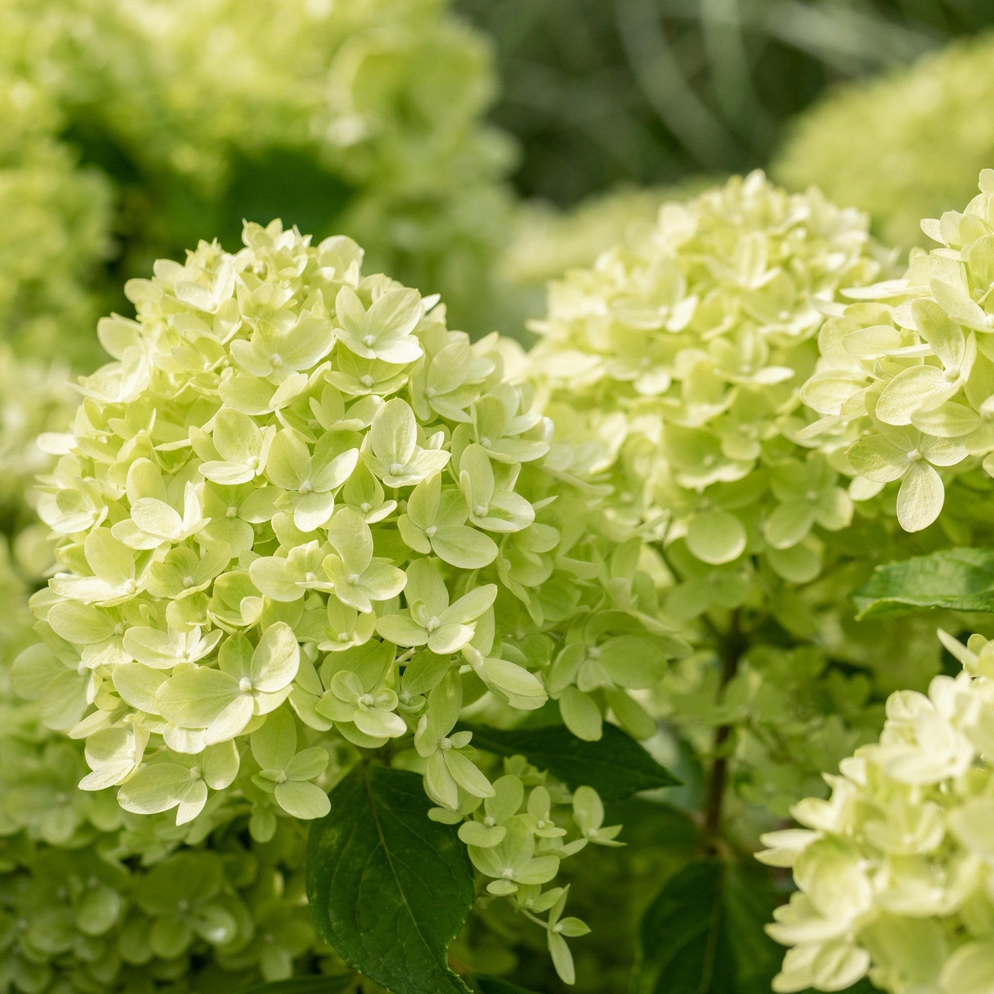Rispenhortensie 'Little Lime®'
