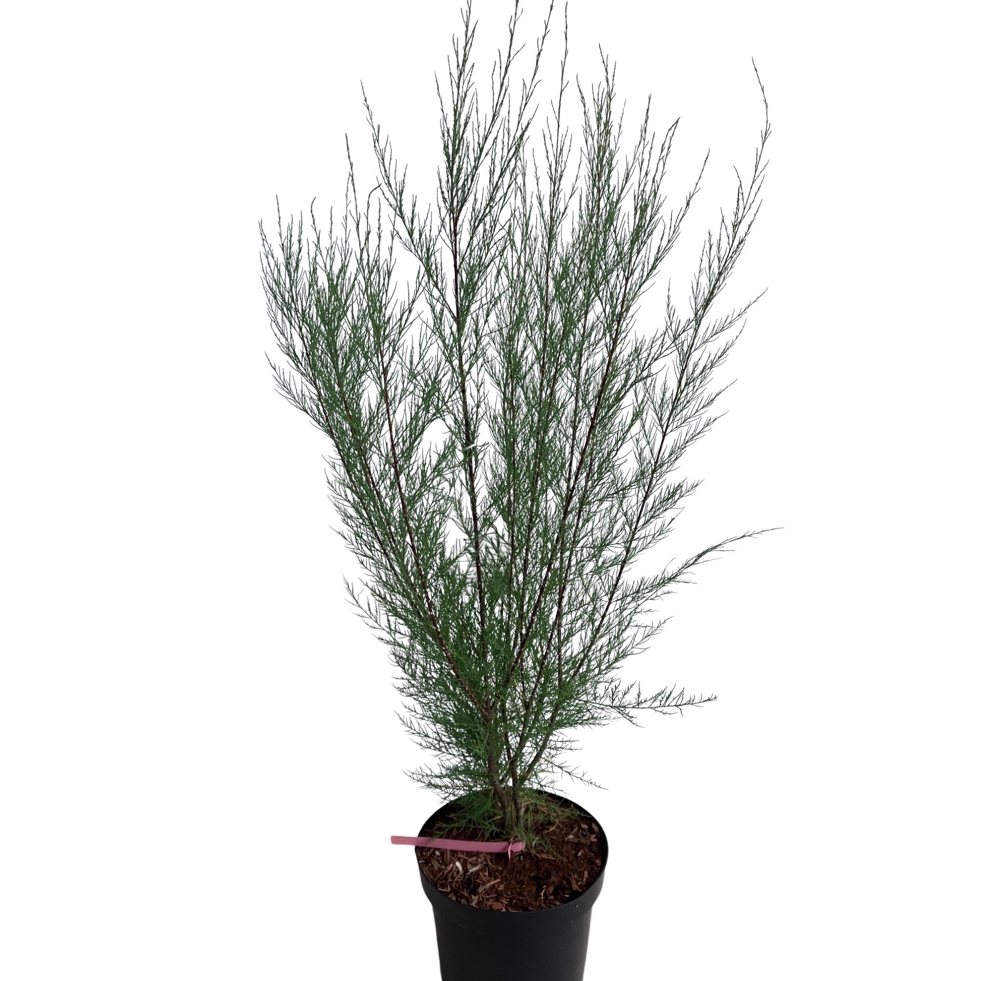 Viermännige Tamariske