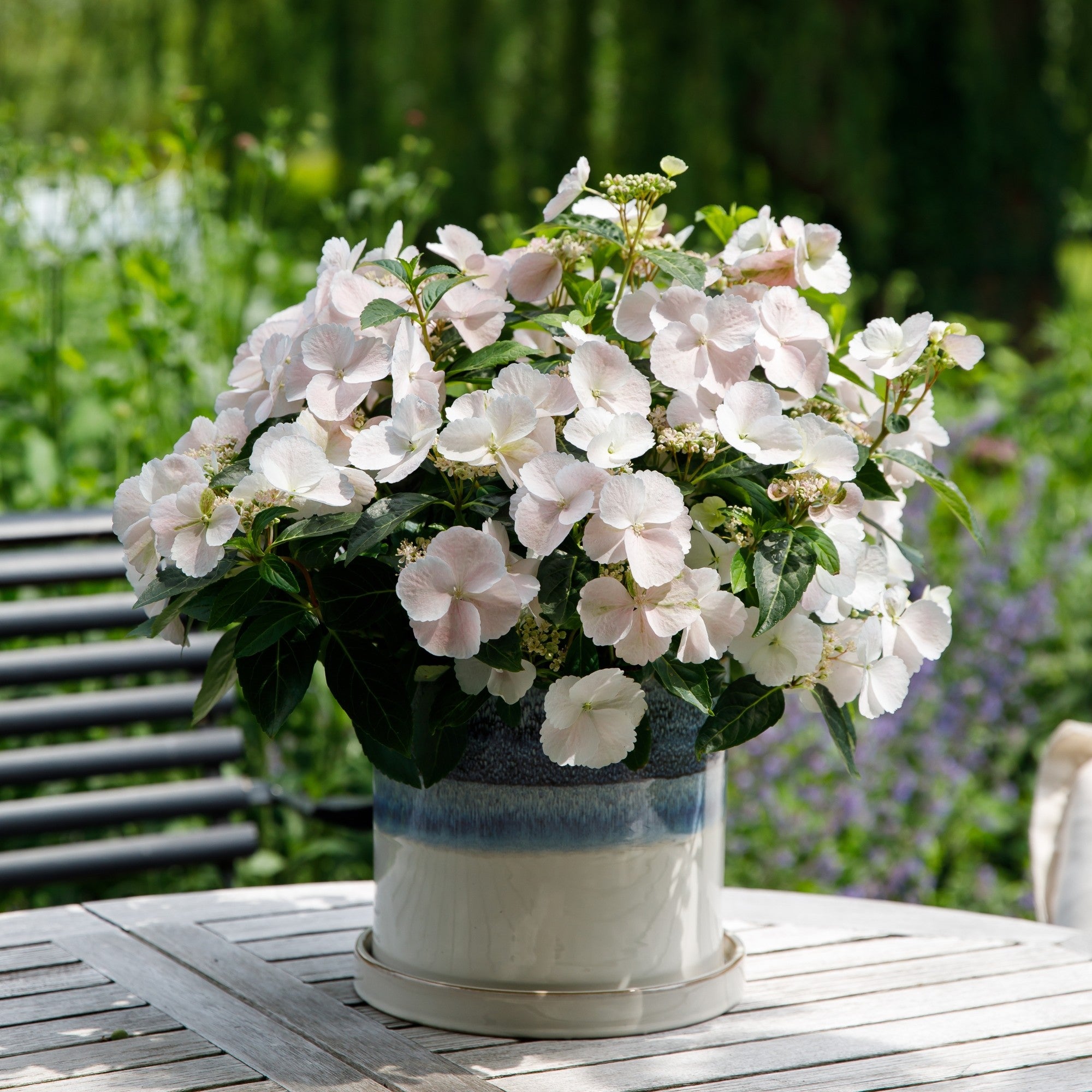 Girlandenhortensie 'Runaway Bride®'