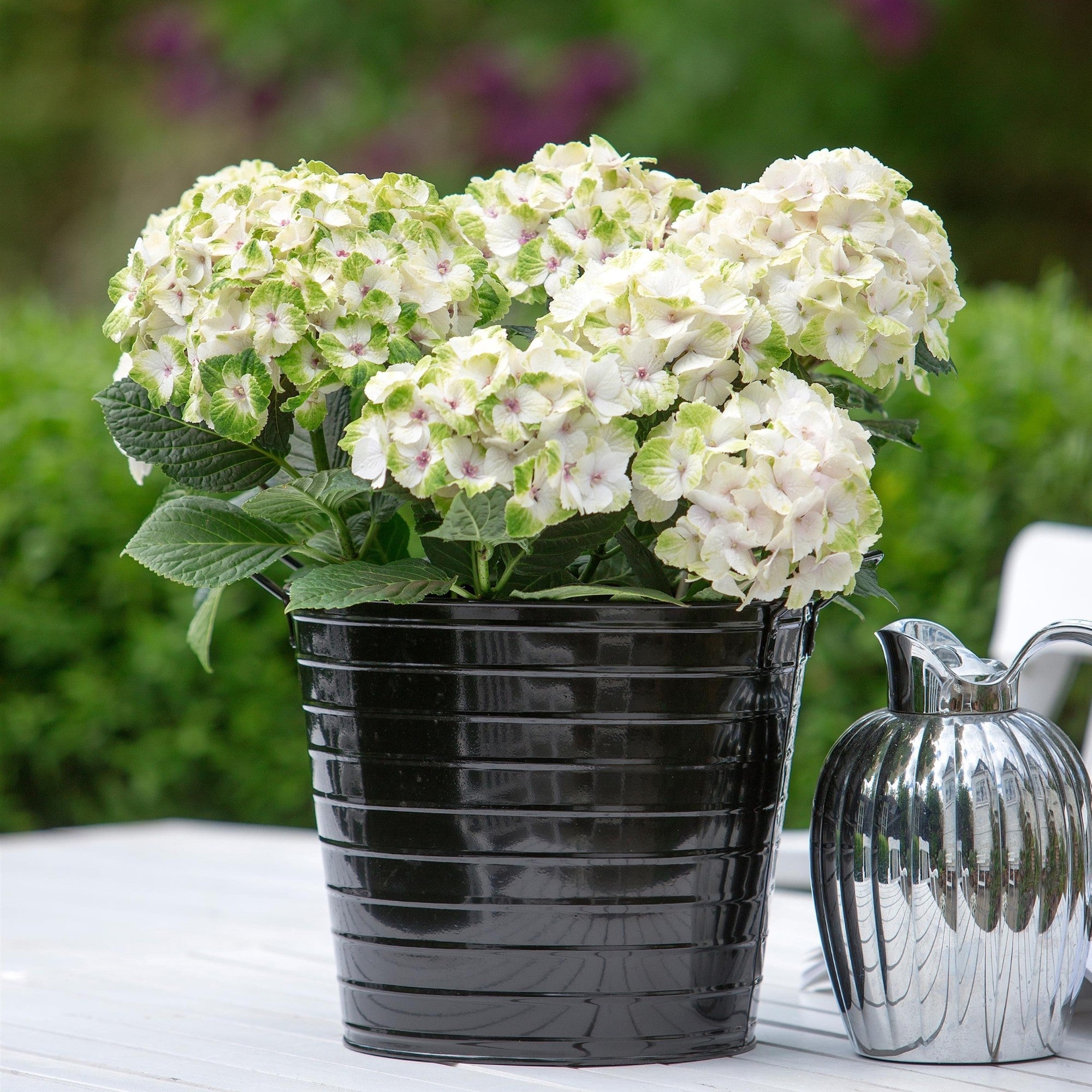 Bauernhortensie 'Magical Noblesse®'