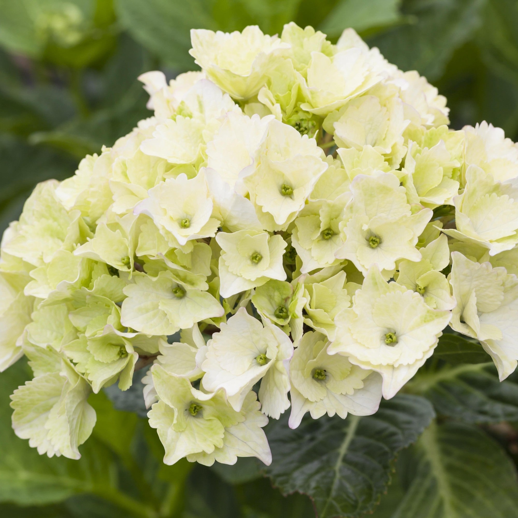 Bauernhortensie 'Magical Noblesse®'
