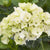 Bauernhortensie 'Magical Noblesse®'
