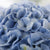 Bauernhortensie 'Magical Revolution®'