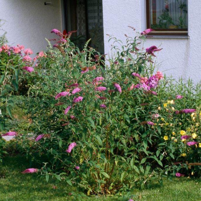 Schmetterlingsflieder 'Ile de France'