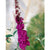 Schmetterlingsflieder  'Ile de France'