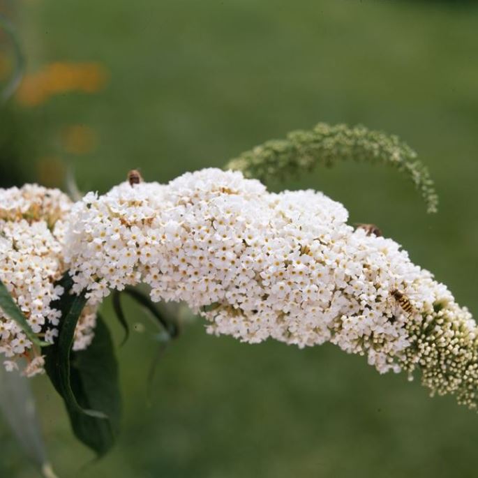 Schmetterlingsflieder 'White Profusion'