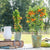 Feuerdorn 'Orange Glow'
