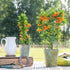 Feuerdorn 'Orange Glow'
