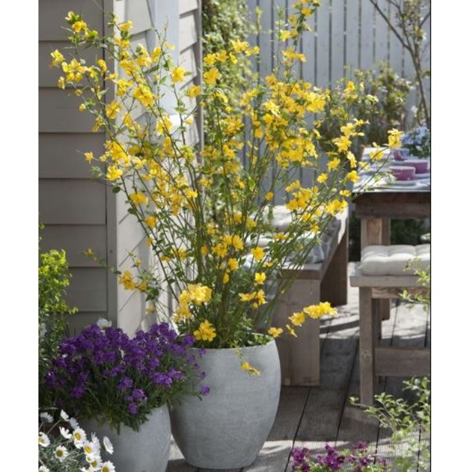 Ranunkelstrauch 'Golden Guinea'