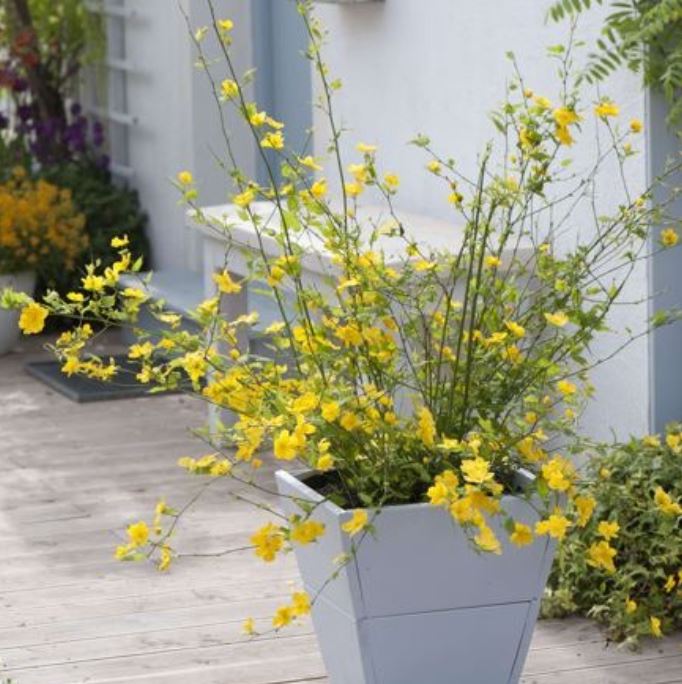 Ranunkelstrauch 'Golden Guinea'